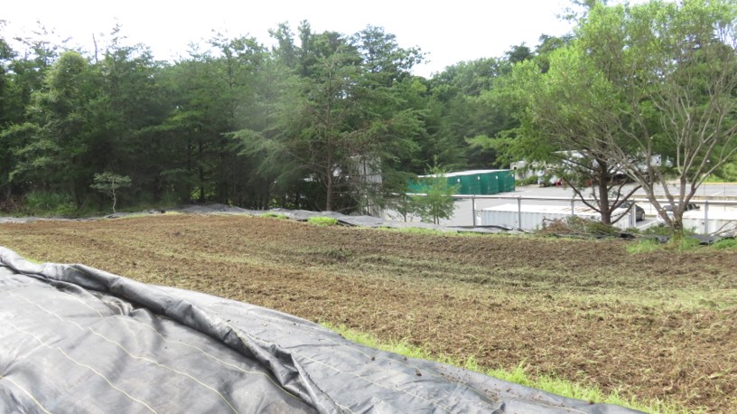 Tilled central area is surrounded by plastic, as different methods to remove existing vegetation.