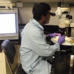 NASA post-doctoral Fellow conducting fruit fly research at Ames.