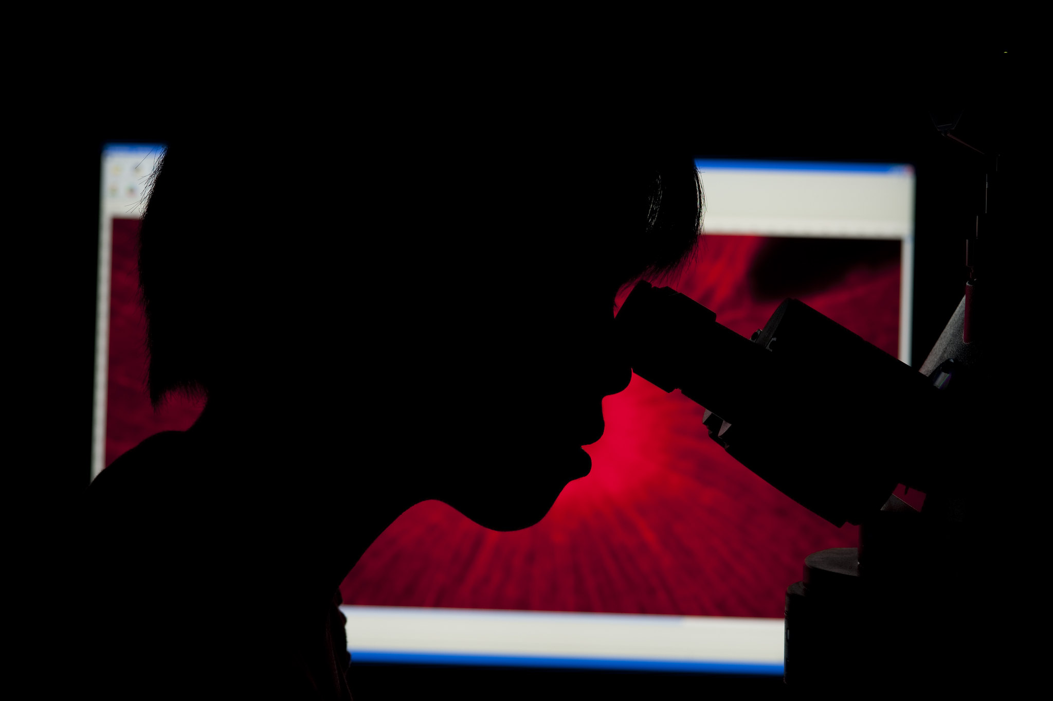 A scientist is looking through a microscope while backlit by a red image on a computer screen.