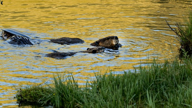 犹他州Spawn Creek，一只河狸在水中游泳，啃食白杨树枝。