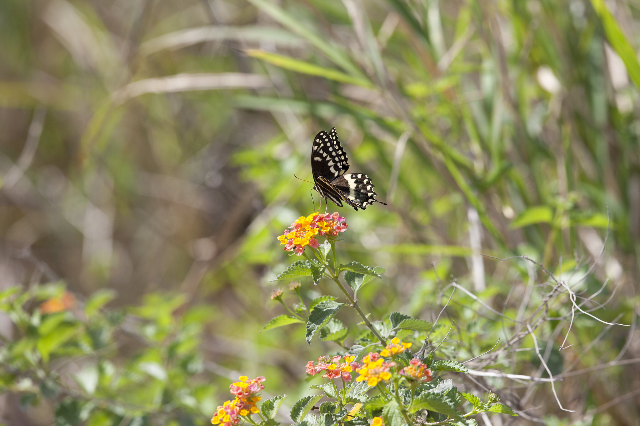 佛罗里达州梅里特岛国家野生动物保护区（Merritt Island National Wildlife Refuge），一只黑燕尾蝶（black buttertail buttery）正在享用一株盛开的兰花植物提供的小吃。