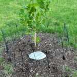 A small Artemis Moon Tree planted in the ground with a circular marker and bordered by a fence