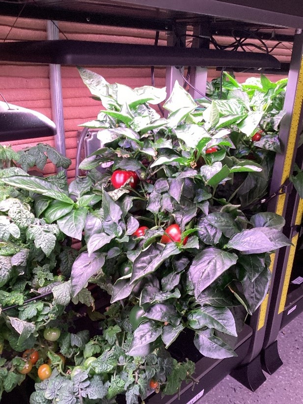 Inside the habitat, the CHAPEA mission 1 crew harvested a tomato.