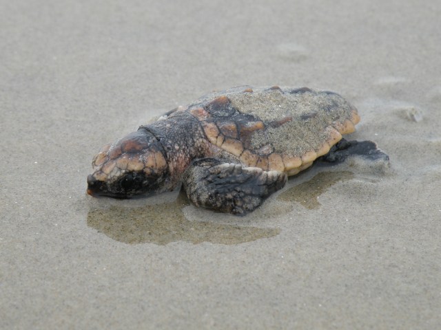 Baby sea turtle rests on wet beach sand.