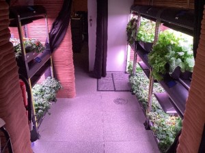 Pictured here are some of the crops the CHAPEA crew is growing inside of the habitat. Credit: NASA