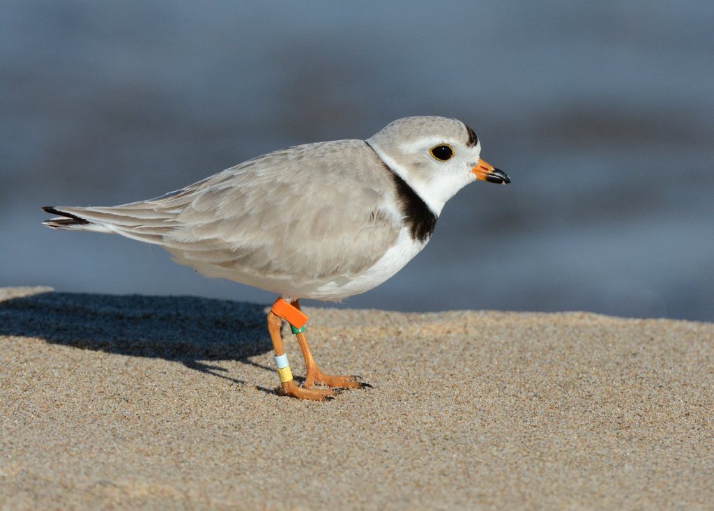 Grey, white and black bird on sand in the foreground
