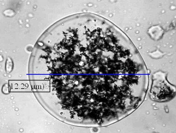 Micrograph of nano-ion emulsion.