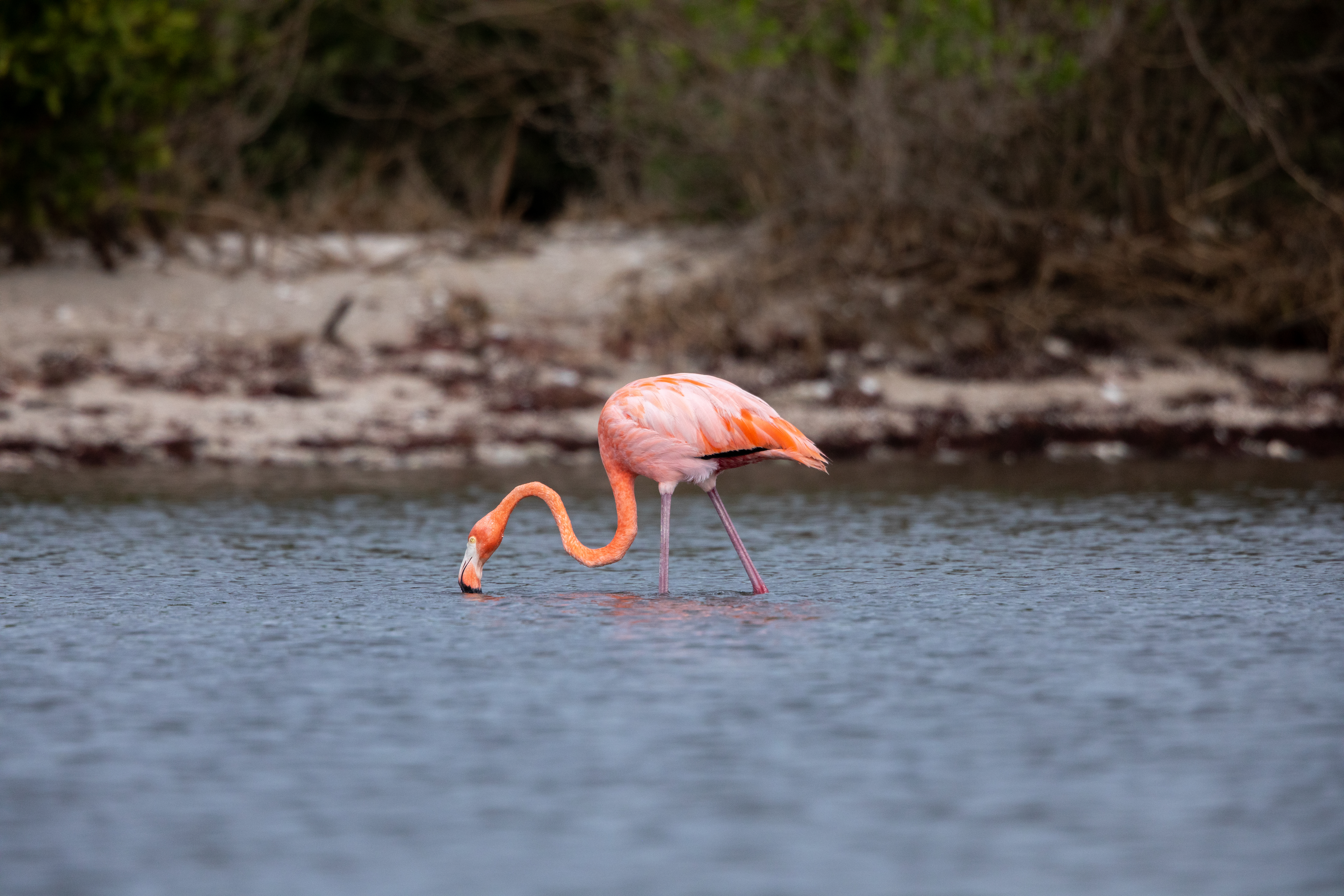 A flamingo lowers its neck to drink from the water it is standing in. Its neck bends like a backwards letter S and its legs are slightly spread apart. The flamingo's body is a rosy pink, with darker pink legs, and a more coral pink color on its neck and wings.