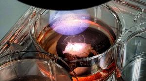 A glass cylindrical container is centered in the photo. In it is a clear liquid with a white colored tissue in the center of the container. A light shines on the tissue and liquid out of frame.