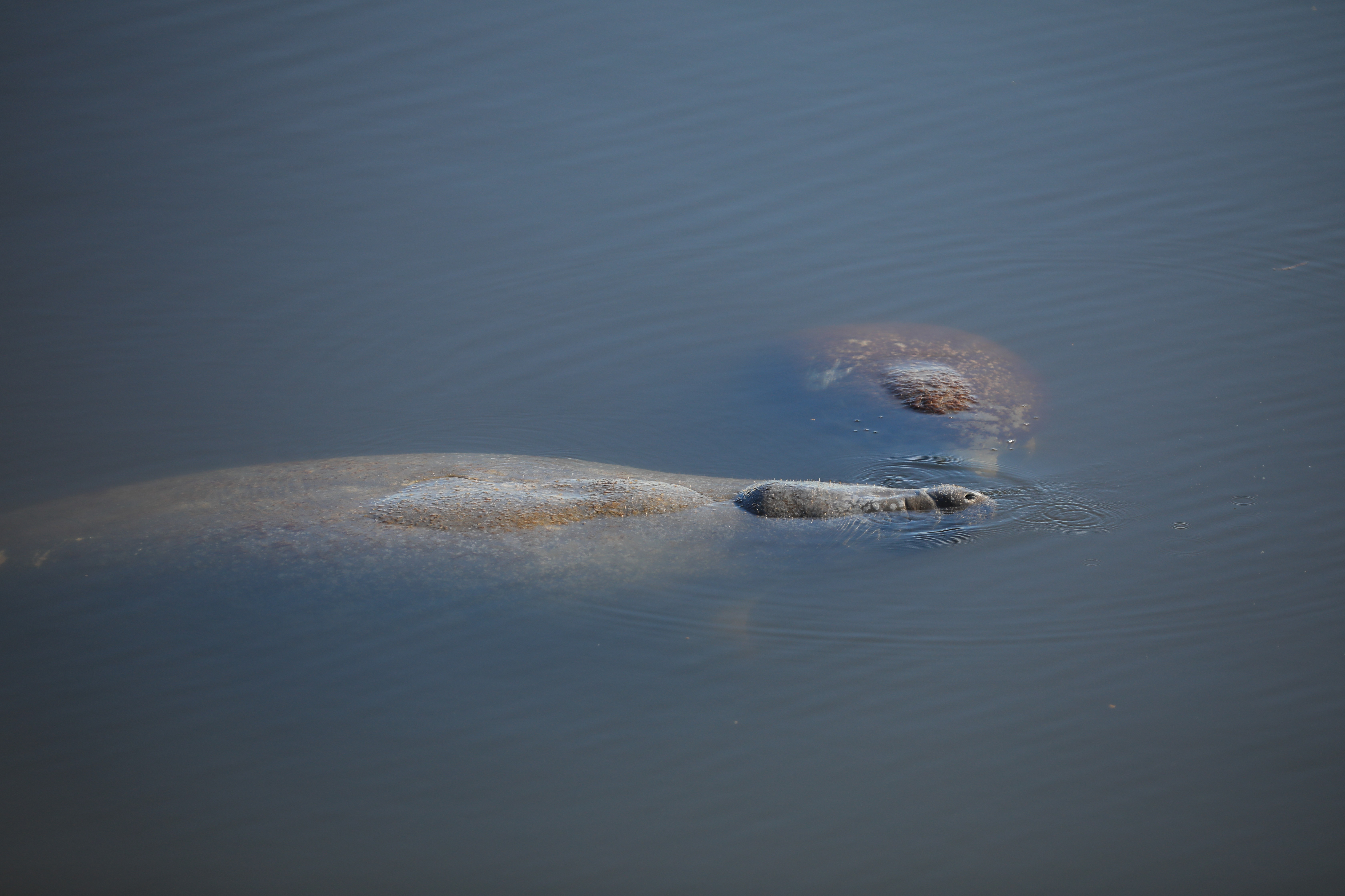 Several manatees swim in the turn basin of Launch Complex 39 at NASA’s Kennedy Space Center in Florida on Tuesday, Nov. 26, 2024. NASA Kennedy shares a boundary with the Merritt Island Wildlife National Refuge and is home to more than 1,500 species of plants and animals on 140,000 acres.