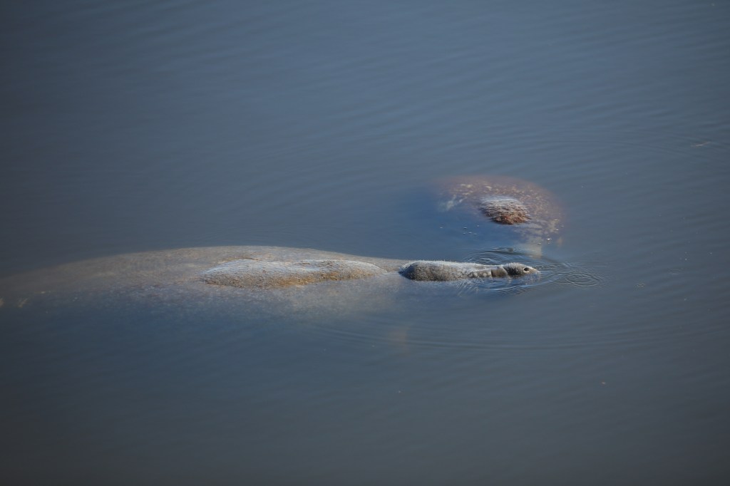 Several manatees swim in the turn basin of Launch Complex 39 at NASA’s Kennedy Space Center in Florida on Tuesday, Nov. 26, 2024. NASA Kennedy shares a boundary with the Merritt Island Wildlife National Refuge and is home to more than 1,500 species of plants and animals on 140,000 acres.