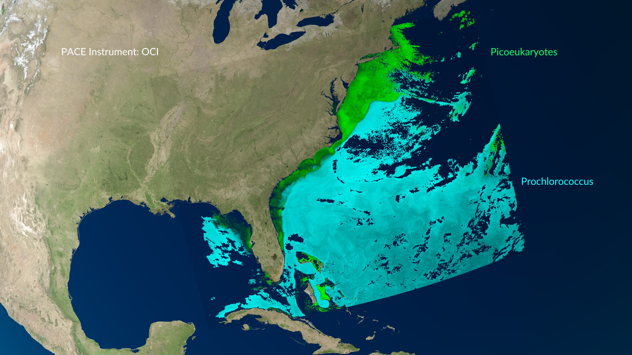 An image of the Gulf of Mexico and the East Coast of the United States is overlayed with splotches of color representing data. Only the ocean is covered by these data points, which are bright green near the coast and a lighter blue as it extends further into the ocean.