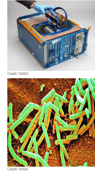 Images of a rodent habitat and microbes.