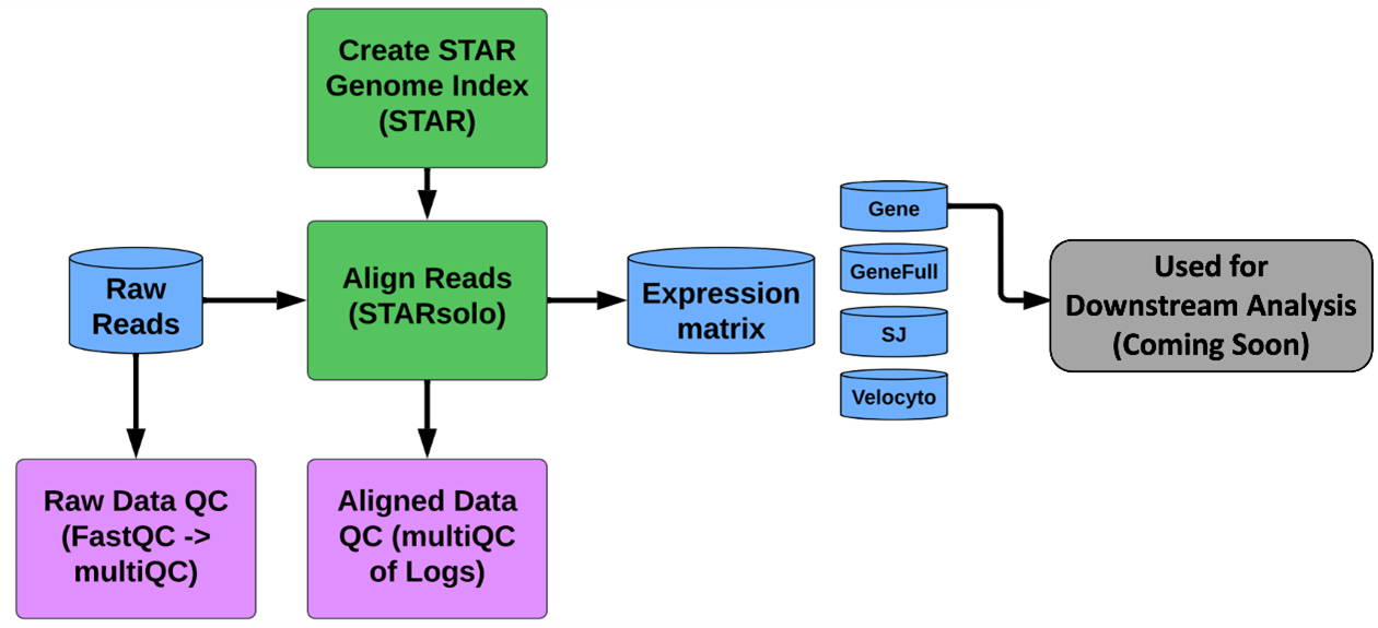 Image shows the single cell RNA sequencing data processing pipeline.