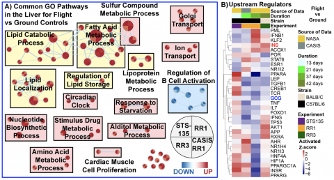 liver study figure