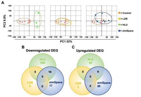 Figure showing post-simulated spaceflight conditions displaying distinct transcriptomics
