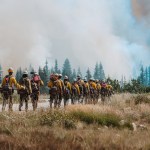 A group of roughly 20 firefighters walk in a line away from the camera, in yellow longsleeve shirts and white hard hats. There is brown shrubbery in the foreground, and the group is walking toward a copse of trees in the distance which is partially obscured by tan smoke, which also fills the sky.