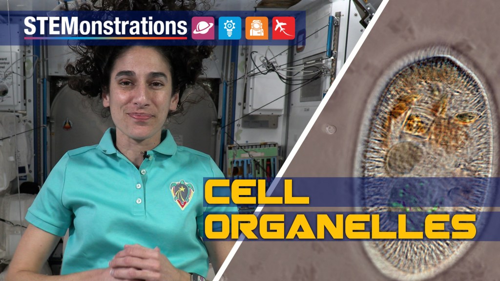 
			STEMonstrations: Cell Organelles - NASA			