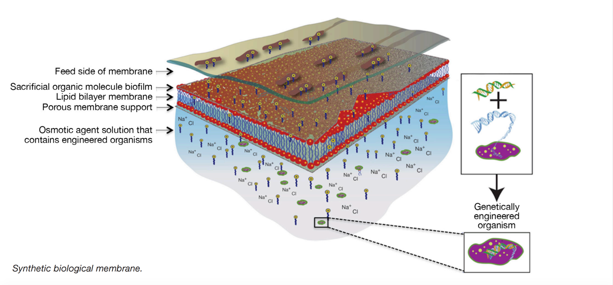 An infographic of Synthetic Biological Membrane.