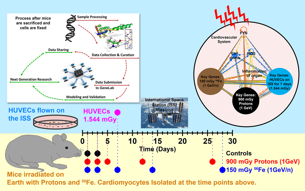 graphical abstract