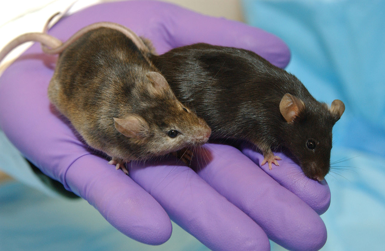 two mice on a gloved hand