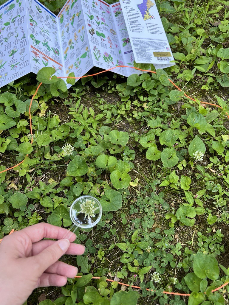 Youth engage in fieldwork research about the local ecosystem.