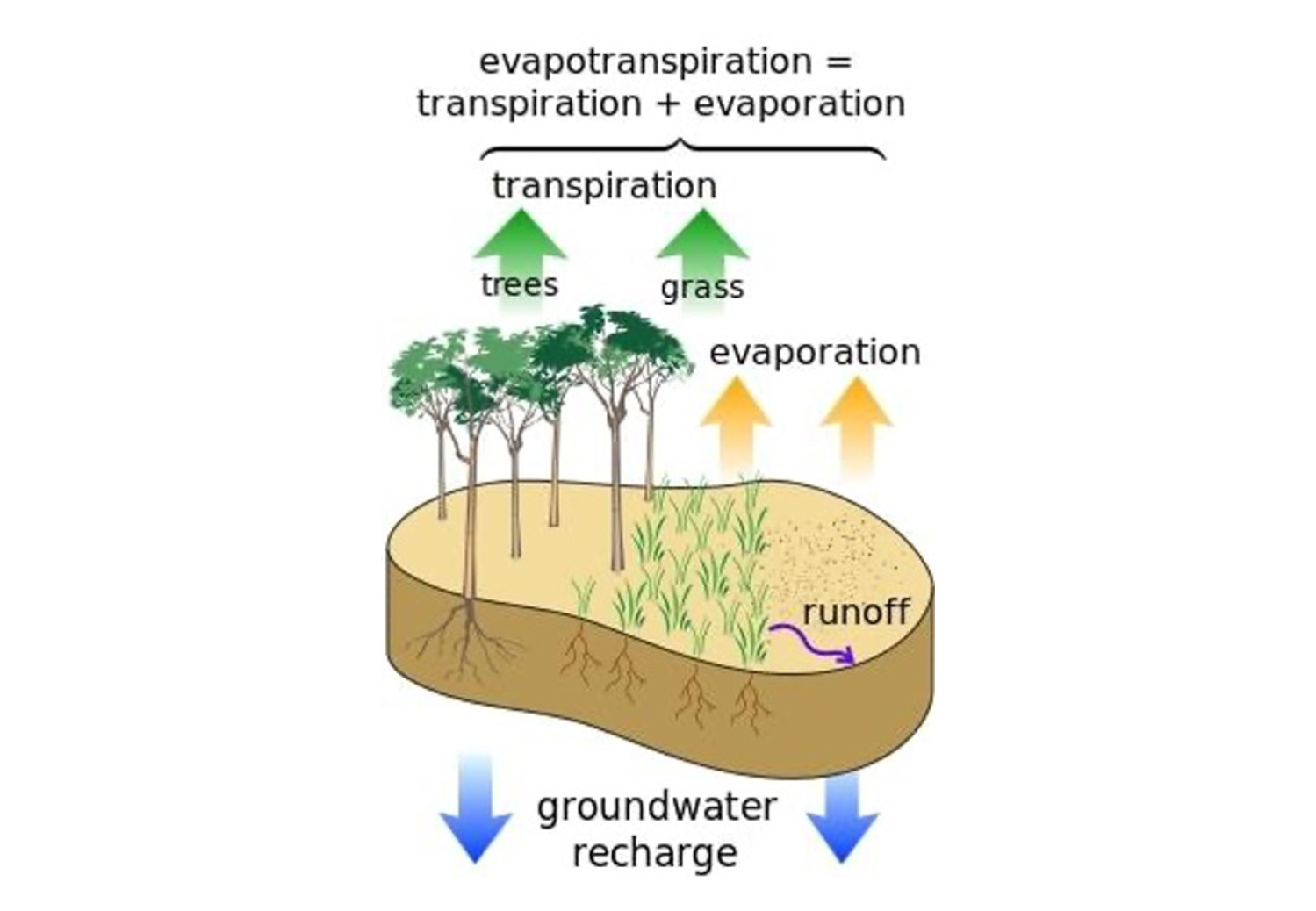 A diagram shows what looks like a cross-section of a potato, with trees coming out of the left side, grass in the middle, two orange arrows point up from the left, and two blue arrows point down from beneath. Text on the diagram labels each section.