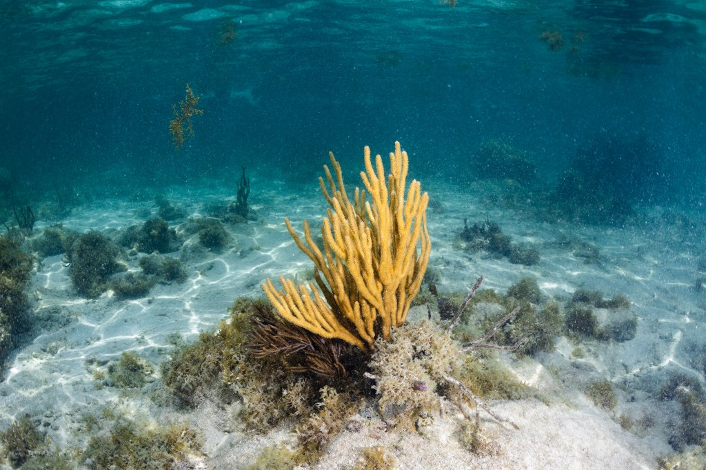 Underwater image in the ocean showing a bright yellow coral reef in the center, which is giant slit-pore sea rod (Plexaurella nutans), surrounding are brown sea plume corals, and an assortment of brown algae. with an overall dark blue background off the coast of La Parguera, Puerto Rico.