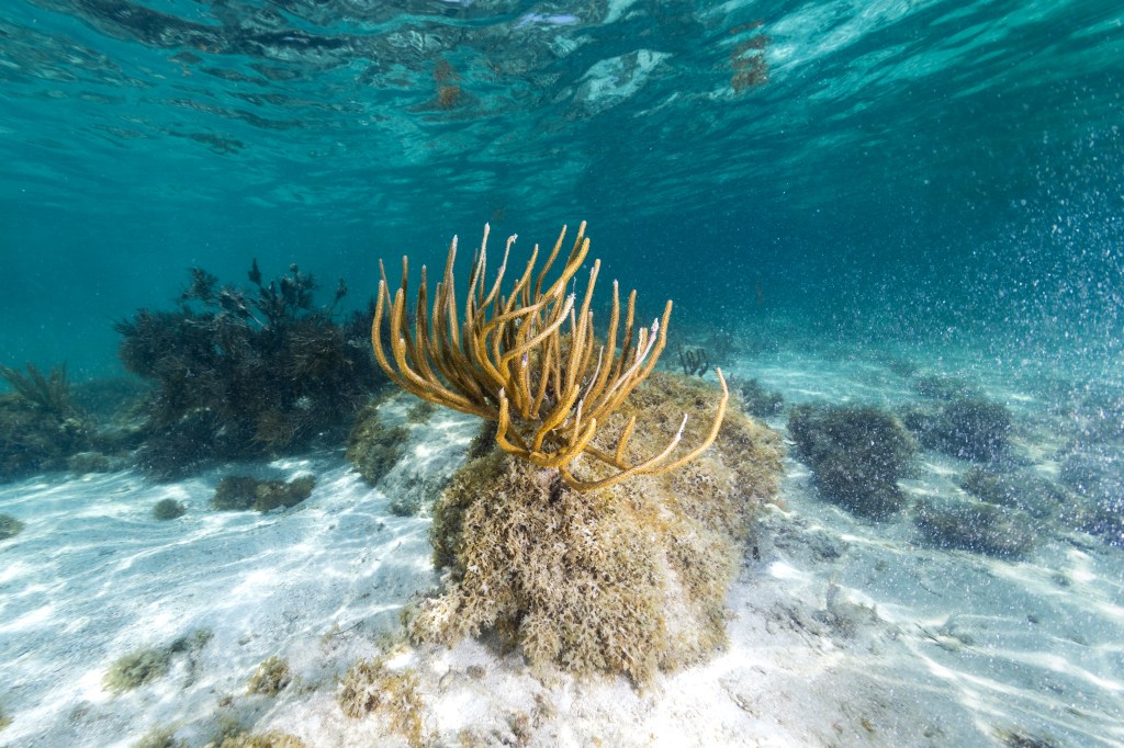 An underwater image of a giant image of a slit-pore rod (Plexaurella nutans) that is reaching upward into the ocean's surface off the coast of La Parguera, Puerto Rico. Underneath the golden coral reef, there is fuzzy brown algae (Dictyota) growing beneath with a light aqua background and water
