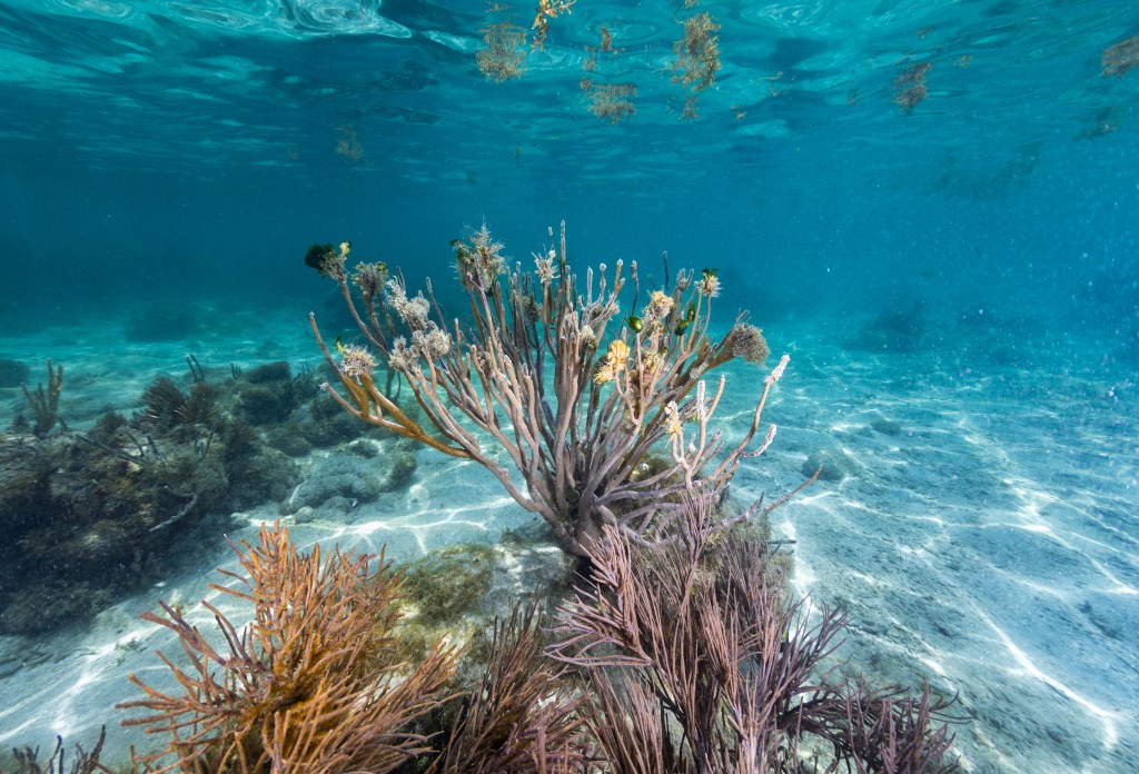 An underwater image of cluster of light purple brown sea rods and golden yellow sea plumes sit on the ocean floor off the coast of La Parguera, Puerto Rico. Brown algae, sargassum, float on the water’s surface in the background