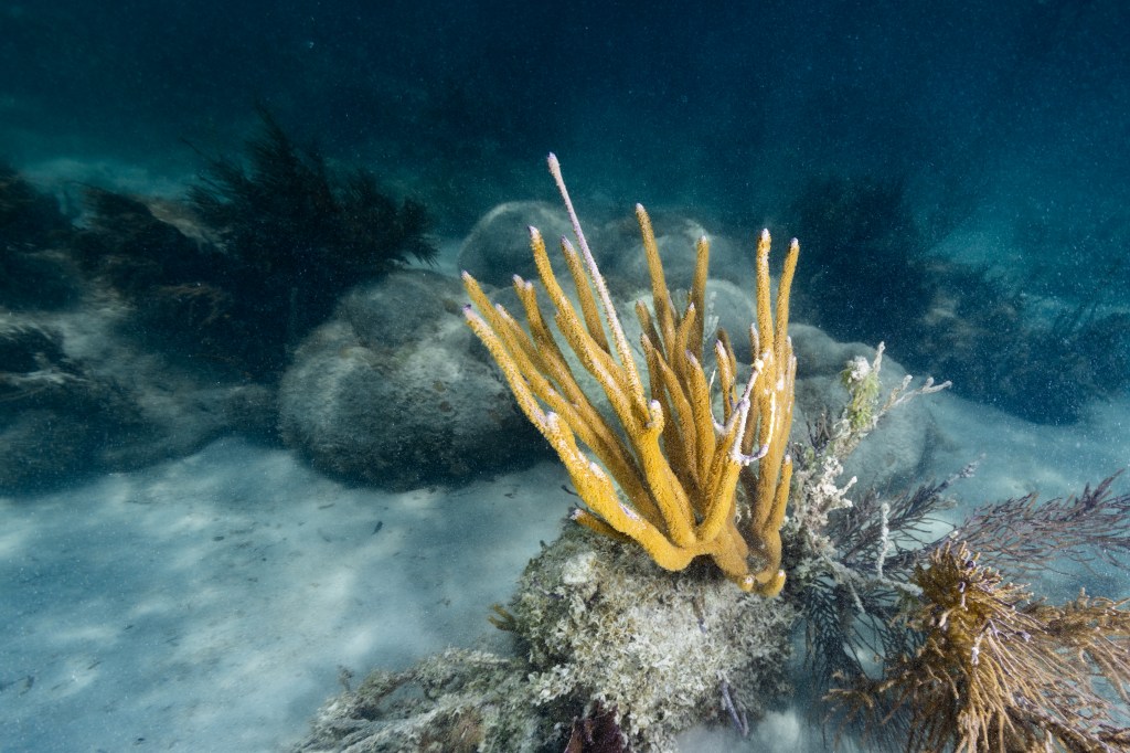 An underwater photo of a smaller 'giant split-pore sea rod' centered in the middle of the photo sitting next to brown sea plume coral (Antillogorgia bipinnata) to the right off the coast of La Parguera, Puerto Rico.