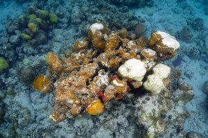 This underwater photo is a clump of yellow, white, and brown, lobed star coral (Orbicella annularis) from Punta Soldado, Puerto Rico, which is mostly dead, but has two small lobes on the bottom and left sides. There are white spots on the far left which are evidence of bleaching, while most of the coral has been colonized by Ramicrusta algae, which is burnt orange fuzz covering most of the coral.