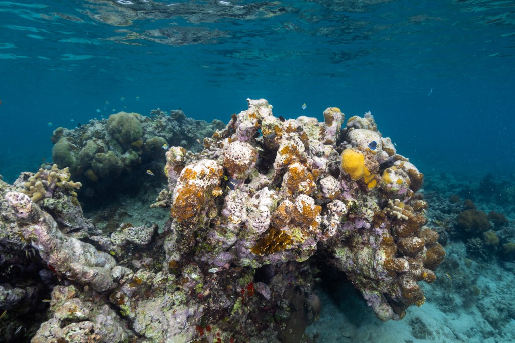 This underwater photo in the ocean shows a small striped Bluehead wrasse fish swim around a mostly-dead colony of lobed star coral (Orbicella annularis) off the island of Culebra, Puerto Rico. There are several colonies of finger coral (Porites furcata), and one fire coral (Millepora alcicornis).