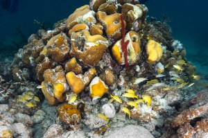In this underwater image there is a small school of yellow fish called French grunts swimming around a colony of coral in the waters of Punta Soldado, Puerto Rico. This colony is primarily lobed star coral (Orbicella annularis): the bright gold colored lobes are live lobes while the burnt orange lobes have been taken over by an encrusting algae (Ramicrusta). In the center of the image there is a red rope sponge.