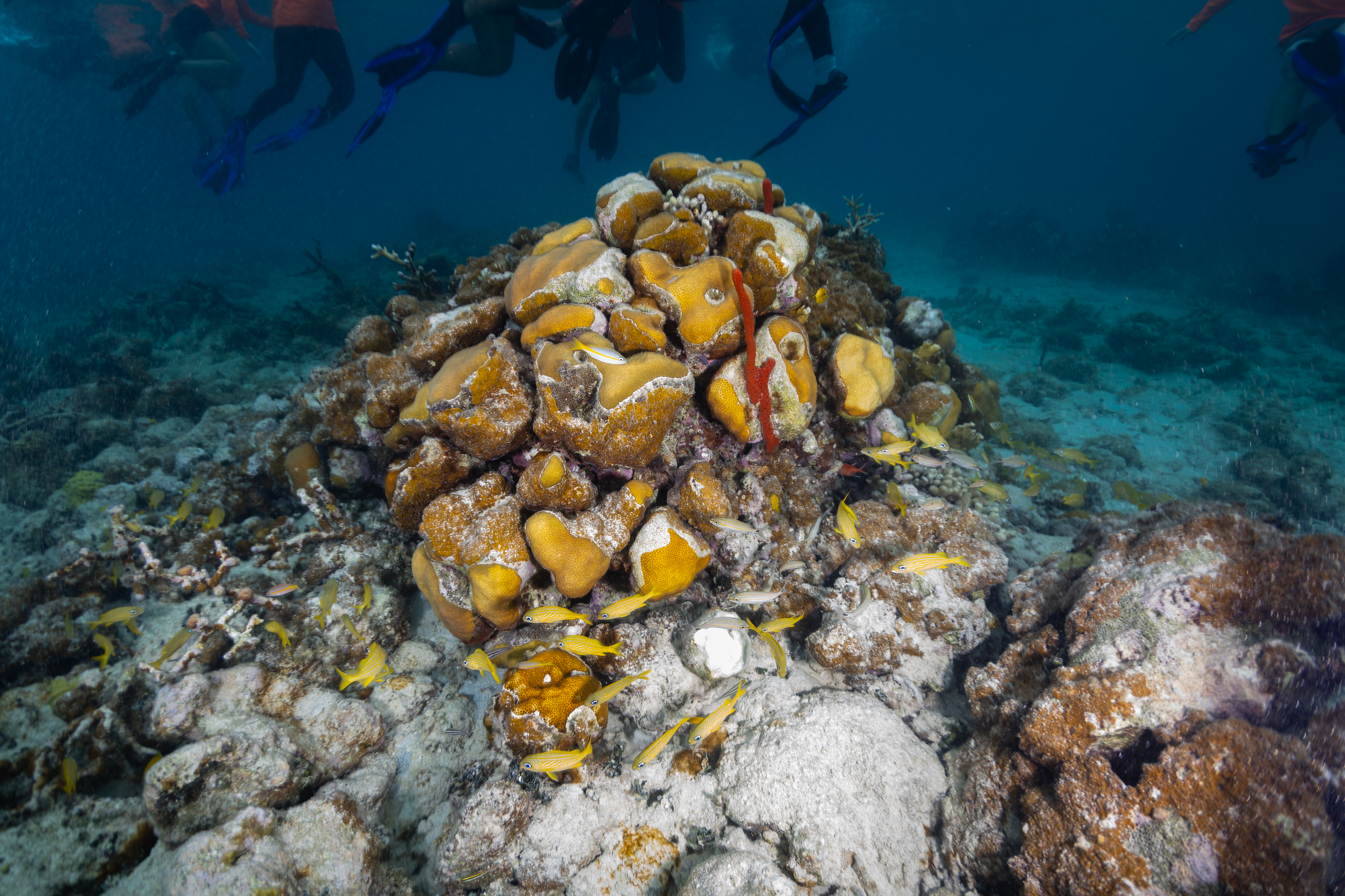 In this underwater image there is a small school of yellow fish called French grunts swimming around a colony of coral in the waters of Punta Soldado, Puerto Rico. This colony is primarily lobed star coral (Orbicella annularis): the bright gold colored lobes are live lobes while the burnt orange lobes have been taken over by an encrusting algae (Ramicrusta). In the center of the image there is a red rope sponge. There is also a group of divers with there fins showing in the top part of the background.