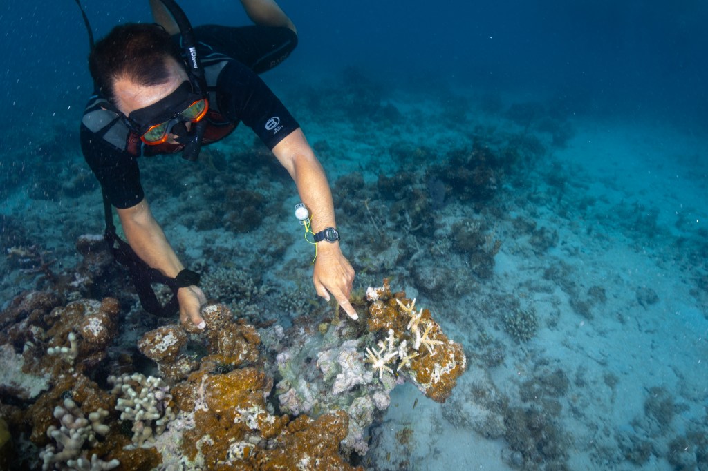 An underwater image showing a man floating in the water near a coral reef. The man is NASA Ames Research Center Scientist Juan Torres-Pérez pointing to bleaching spots on a clump of staghorn coral (Acropora cervicornis) in the waters of Punta Soldado, Puerto Rico.staghorn coral (Acropora cervicornis) in the waters of Punta Soldado, Puerto Rico. The rest of the coral colony shows encrusting Ramicrusta algae, and a few colonies of branching finger coral. (Porites furcate)