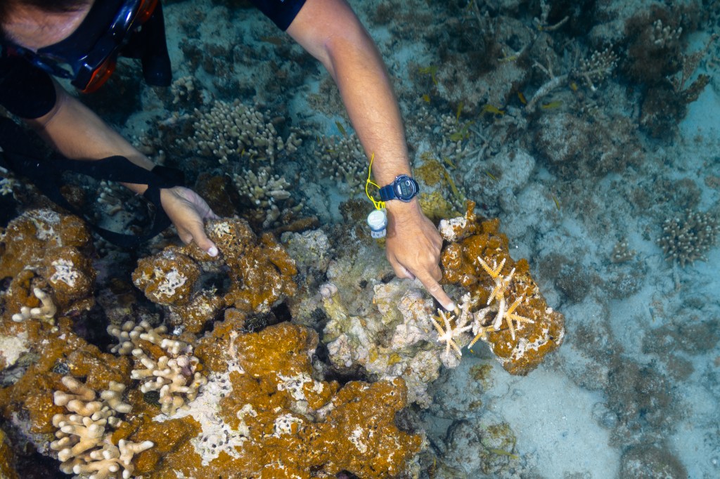 An underwater photo of a man named Juan Torres-Pérez. He is a coral expert and is pointing very closely to bleaching spots on a clump of staghorn coral (Acropora cervicornis), in the waters of Punta Soldado, Puerto Rico. The rest of the coral colony shows encrusting Ramicrusta algae, and a few colonies of branching finger coral (Porites furcate)