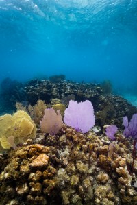 An underwater image showing a yellow Venus fan (Gorgonia flabellum) and purple sea fan(Gorgonia ventalina) in the water of Punta Soldado, Puerto Rico. Behind the Venus sea fan, a colony of sea plumes (Antillogorgia) peek through the fans. The rest of the structure is a dead Boulder star coral colony (Orbicella annularis) colonized by encrusting Ramicrusta algae and brown Dictyota algae.