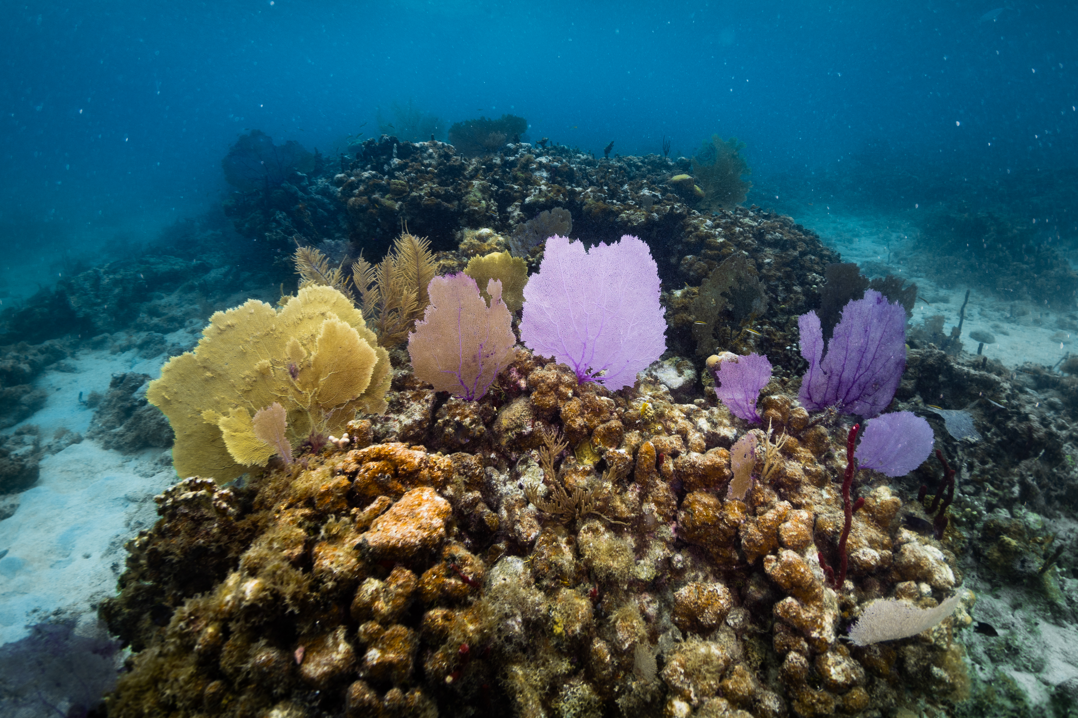 An underwater image showing a yellow Venus fan (Gorgonia flabellum) and purple sea fan(Gorgonia ventalina) in the water of Punta Soldado, Puerto Rico. Behind the Venus sea fan, a colony of sea plumes (Antillogorgia) peek through the fans. The rest of the structure is a dead Boulder star coral colony (Orbicella annularis) colonized by encrusting Ramicrusta algae and brown Dictyota algae.