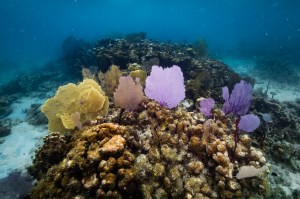 An underwater image showing a yellow Venus fan (Gorgonia flabellum) and purple sea fan(Gorgonia ventalina) in the water of Punta Soldado, Puerto Rico. Behind the Venus sea fan, a colony of sea plumes (Antillogorgia) peek through the fans. The rest of the structure is a dead Boulder star coral colony (Orbicella annularis) colonized by encrusting Ramicrusta algae and brown Dictyota algae.