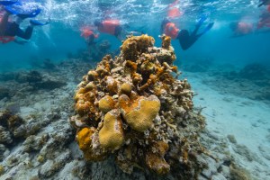 An under photo of a colony of lobed star coral (Orbicella annularis), dotted on the right side by colonies of finger coral (Porites furcate), sits on the ocean floor of Punta Soldado, Puerto Rico, surrounded by students in the NASA OCEANOS summer internship. The brighter gold sections of the coral are the live lobes, while the darker burnt orange sections have been colonized by an encrusting algae (Ramicrusta).