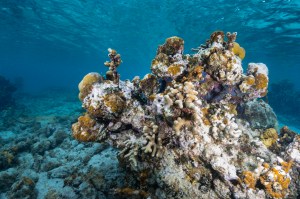 An underwater photo of colonies of finger coral (Porites furcate, center) and lobed star coral (Orbicella annularis, top of the reef), sit on the ocean floor of Punta Soldado, Puerto Rico. Towards the bottom of the structure are small patches of the green calcareous algae Halimeda opuntia.