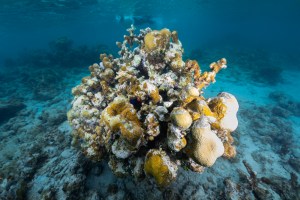 An underwater photo of a colony of lobed star coral (Orbicella annularis) interspersed with some branching finger coral (Porites furcata) sits on the ocean floor at Punta Soldado, Puerto Rico. While many of the lobes are still alive, many have been taken over by a burnt orange encrusting algae (Ramicrusta). Towards the center of the structure is a juvenile yellowtail damselfish: a small black fish with bright blue spots.