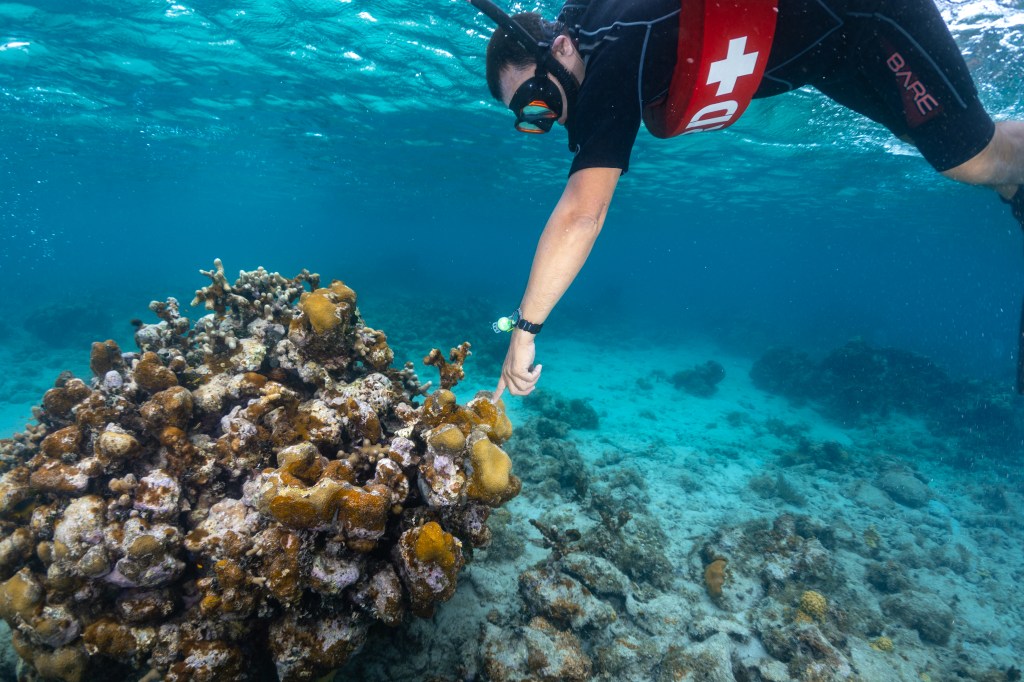 An underwater photo of NASA Ames research scientist and coral specialist Juan Torres-Pérez points at an encrusting algae called Ramicrusta, which has taken over much of this colony of lobed star coral (Orbicella annularis). This colony is part of the reefs in Punta Soldado, Puerto Rico, and is one of the field sites for Torres-Pérez’ marine biology internship OCEANOS.