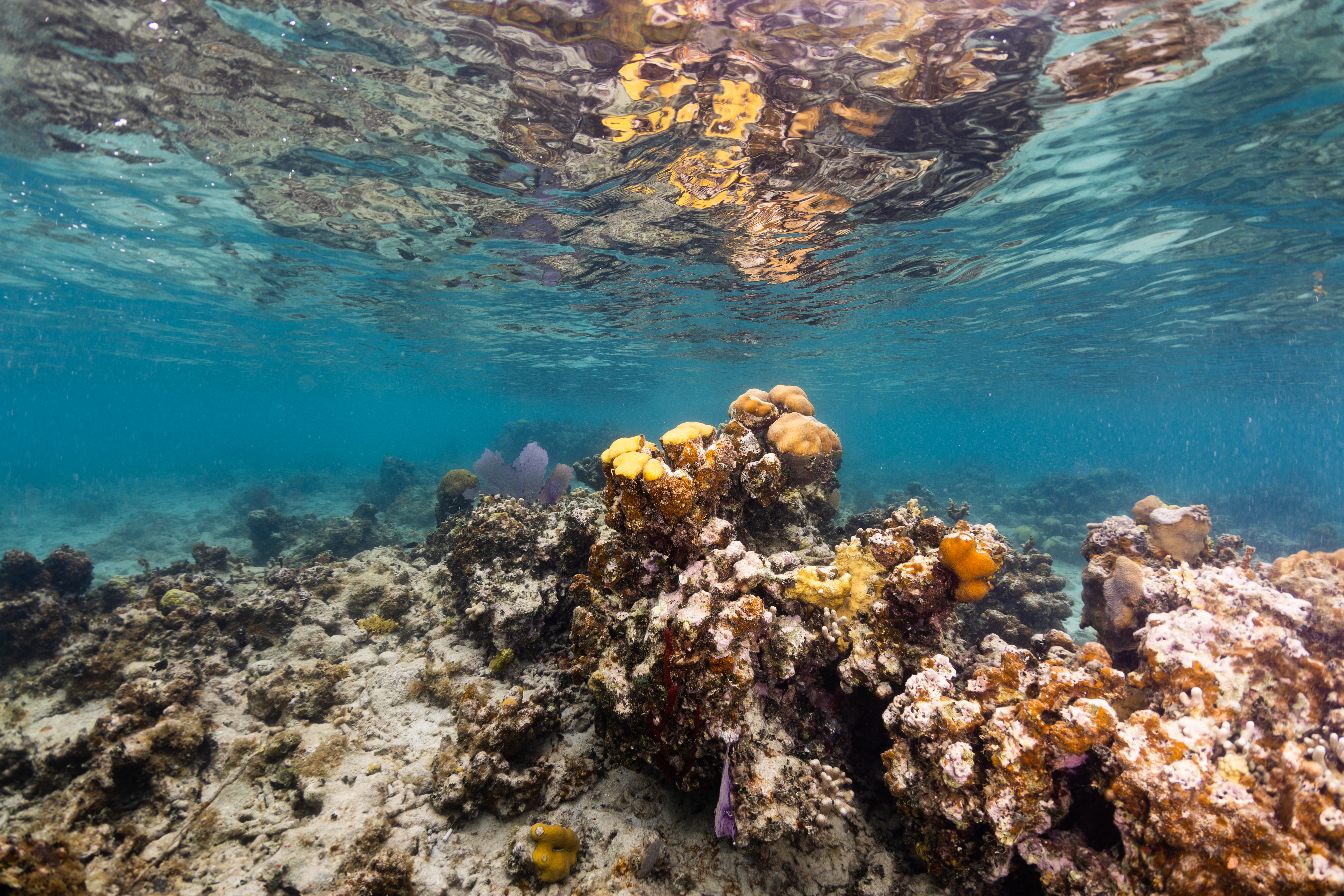 An underwater photo of a colony of lobed star coral (Orbicella annularis) sits on the ocean floor at Punta Soldado, Puerto Rico. While many of the lobes are still alive, many have been taken over by a burnt orange encrusting algae (Ramicrusta). On the far right are two colonies of mountainous star coral (Orbicella faveolata).