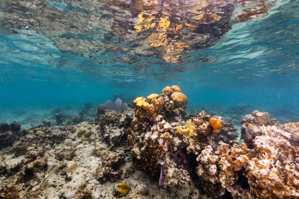 An underwater photo of a colony of lobed star coral (Orbicella annularis) sits on the ocean floor at Punta Soldado, Puerto Rico. While many of the lobes are still alive, many have been taken over by a burnt orange encrusting algae (Ramicrusta). On the far right are two colonies of mountainous star coral (Orbicella faveolata).