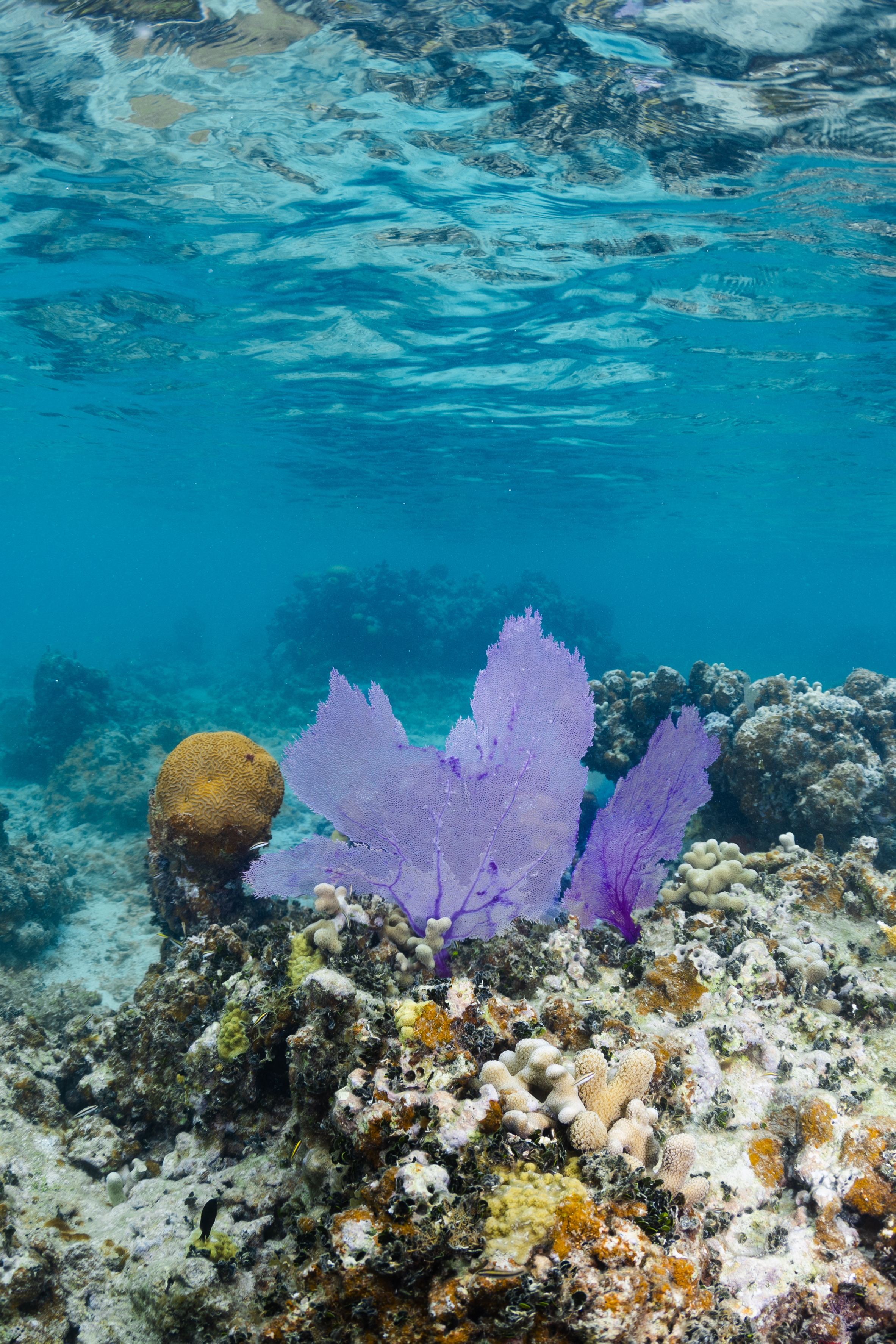 An underwater photo of a common purple sea fan (Gorgonia ventalina) sits on the sea floor at Punta Soldado, Puerto Rico. In the foreground sits a cluster of clubtip finger coral (Porites porites), and to the left of the sea fan is a yellow symmetrical brain coral (Pseudodiploria strigosa). Also visible in the photo are a few small patches of the green calcareous algae Halimeda opuntia.