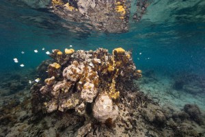 Underwater photo of a colony of lobed star coral (Orbicella annularis) sits on the ocean floor of Punta Soldado, Puerto Rico, dotted with several colonies of fire corals (Millepora complanata) and surrounded by white striped fish called sergeant majors (Abudefduf saxatilis). The brighter gold sections of the coral are the live lobes, while the darker brownish-orange sections have been colonized by an encrusting algae (Ramicrusta).