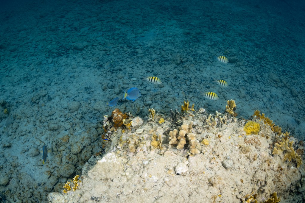 An underwater image of A clubtip finger coral (Porites porites) sits at the edge of a small reef in Punta Soldado, Puerto Rico, surrounded by fire corals (Millepora alcicornis) and mustard hill coral (Porites astroides). The striped fish are a variety of damselfish called sergeant majors (Abudefduf saxatilis), and the blue fish are blue tangs (Acanthurus coeruleus).