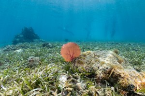An underwater photo of a common sea fan (Gorgonia ventalina) waves in the current at Playa Melones, Puerto Rico, surrounded by turtle grass (Thalassia testudinum). In the background, students from the 2024 OCEANOS internship perform field work in and around the reefs.